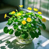 壹萌果蔬金煌芒芒果 當(dāng)季現(xiàn)摘廣西大芒果新鮮水果青皮芒果整箱送禮 9斤手挑果【單果300g+】 凈8斤 曬單實(shí)拍圖