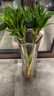 花翁富貴竹水培植物客廳花卉綠植盆栽 龍竹50cm10支(不含瓶)源頭直發(fā) 曬單實(shí)拍圖