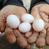 園囿農場(chǎng)山東新鮮鴿子蛋雜糧谷物喂養優(yōu)選鴿蛋60枚凈重2.6斤源頭直發(fā)包郵 曬單實(shí)拍圖