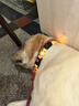 OEMG狗狗發(fā)光項圈夜間夜晚遛狗燈夜光發(fā)亮中大型犬耐咬寵物項鏈脖頸圈 版藍色項圈 頂配版 適合中大型可調(diào)節(jié)40cm-60cm體重20-100 曬單實拍圖