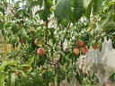 碧螺2025年春茶綠茶蘇之韻碧螺春東山茶廠一級200g明前新茶送人禮盒裝 曬單實拍圖