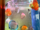 依華萊斯魚(yú)缸喂食圈魚(yú)食定點(diǎn)投食圈水族箱配件觀(guān)賞魚(yú)蝦糧飼料防飄散投喂圈 大號加厚方形喂食圈220*220mm 曬單實(shí)拍圖
