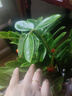 【金錢樹】盆栽客廳室內(nèi)植物錢串子大型發(fā)財(cái)綠植喬遷開業(yè)送盆花卉 10-15株   70-80鉆石樹脂盆送肥料 曬單實(shí)拍圖