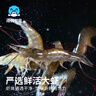 海鮮世家 翡翠青蝦仁 去冰凈重2斤 156-198只  曬單實(shí)拍圖