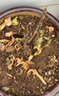 牡丹花樹苗洛陽正宗對版重瓣牡丹花苗盆栽花卉綠植當(dāng)年開花 中國紅3-5分支【當(dāng)年開花】 曬單實(shí)拍圖