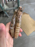 森農樂(lè )舟山竹節蝦鮮活斑節蝦特大九節蝦冷凍野生大蝦基圍蝦黑虎蝦海蝦類(lèi) 1000g(凈重)  10-12cm【23-28頭/斤】 曬單實(shí)拍圖