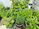 蕓香草臭草植物賊仔草盆栽室外陽臺菜園四季花苗臭艾驅(qū)蚊驅(qū)蛇食用 蕓香草小顆 不帶盆 曬單實(shí)拍圖