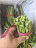 香椿芽新鮮葉菜頭茬紅油嫩芽露天冷鏈現貨3斤當季野菜春芽香椿菜 優(yōu)選香椿芽3斤裝 曬單實(shí)拍圖