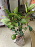 帶花或帶果香水檸檬樹(shù)帶果苗可食用檸檬樹(shù)四季結果盆栽綠植結果 檸檬：帶花或帶果30-35高1顆 曬單實(shí)拍圖