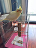 寵易生鳥用驅(qū)廦蟲噴劑鸚鵡鴿子鳥類咬毛啄羽掉毛螨蟲體外清潔噴霧500ML 曬單實(shí)拍圖