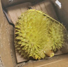 鮮級佳泰國進(jìn)口新鮮榴蓮老樹(shù)果新鮮整個(gè)帶殼榴蓮熱帶水果 金枕榴蓮3-4斤1個(gè)裝丨【包3-4房】 曬單實(shí)拍圖