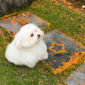 天語(yǔ)Q31 全網(wǎng)通4G三防老年人手機超長(cháng)待機移動(dòng)聯(lián)通電信大字大聲直板按鍵備用學(xué)生功能專(zhuān)用手機 黑色 曬單實(shí)拍圖