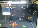 森森金麟超白玻璃魚缸一體缸自循小型懶人家用水族箱LE-380 曬單實(shí)拍圖