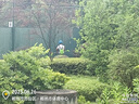 TOMSPOWER電動(dòng)加長(cháng)桿綠籬機充電式高枝修剪機鋰電高空鋸托馬斯園林綠化伸縮 3.2米直刀伸縮+30A(10小時(shí)) 曬單實(shí)拍圖