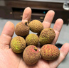 壹萌果蔬正宗綠心獼猴桃奇異果新鮮當(dāng)季水果湘西米糧一號(hào)送禮整箱發(fā)出 5斤精選果【單果50-70g】?jī)?.5斤 曬單實(shí)拍圖