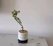 八芽懸崖六月雪盆栽金邊老樁彎枝造型中式禪意盆景客廳桌面好養綠植 六月雪-PVC小甜甜圈盆-密胺托盤(pán) 帶盆栽好 曬單實(shí)拍圖