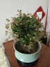 詩甲 小葉赤楠盆景綠植耐寒盆栽室內(nèi)桌面植物辦公室客廳送禮開花結(jié)果 五年赤楠+617梅青盆+底座 曬單實拍圖