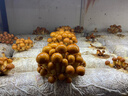 Vidda 海信電視55寸 R55 2025款 一級能效 144Hz高刷 2+32G 以舊換新國家補貼游戲液晶電視機55V1KD-R 曬單實(shí)拍圖