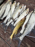 SUNLINE桑瀨碳線(xiàn)桑賴(lài)日本進(jìn)口碳素線(xiàn)魚(yú)線(xiàn)300米路亞主線(xiàn)磯釣子線(xiàn)前導線(xiàn) 1.5（300米） 曬單實(shí)拍圖