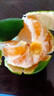 閩域?qū)r云南蜜桔【現(xiàn)貨速發(fā)】青皮蜜橘子酸甜口感特早熟桔子當(dāng)季新鮮水果 凈4.5-5斤嚴(yán)選55MM+【多汁酸甜】 曬單實(shí)拍圖