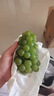 夢(mèng)茜兒順豐 貴州水晶葡萄 新鮮香甜青葡萄特產(chǎn)孕婦水果整串現摘 1斤 順豐到家 氣柱包裝 現摘品質(zhì)水晶葡萄 曬單實(shí)拍圖
