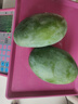 【新鮮上市】正宗攀枝花凱特芒果新鮮水果 帶箱2斤200g+ 曬單實(shí)拍圖