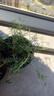 重瓣混色太陽(yáng)花苗帶根盆栽苗四季開(kāi)花陽(yáng)臺大花植物帶花苞室內庭院 混色重瓣帶根：【16顆】可開(kāi)6-15色+花肥 曬單實(shí)拍圖