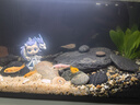 瘋狂水草魚缸造景裝飾溪流石底部砂石天然溪流缸南美缸造景石烏龜躲避曬臺 溪流缸造景套餐（20-30cm缸） 曬單實拍圖