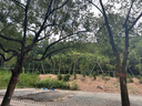 鑫民窯高筋餅絲炒餅手工燴燜餅條罩餅現(xiàn)做現(xiàn)發(fā)河北辛集特產(chǎn) （高筋）細(xì)餅絲5斤 曬單實(shí)拍圖