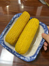 禾久新鮮有機糯玉米4斤（200g*10根）低脂早餐 雜糧黃糯白糯玉米 【個(gè)大軟糯】黃糯玉米8條 曬單實(shí)拍圖