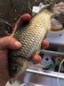 谷蜀香谷蜀香叁滴誘釣魚餌料添加劑小藥鯽魚鯉魚草魚鰱鳙誘食餌料爆護(hù) 50ml一滴攝魂 三滴爆護(hù) 曬單實拍圖