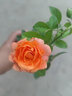 月季花苗果汁陽臺四季可盆栽玫瑰開花特大花藤本花樹薔薇爬藤小苗 果汁陽臺小苗10厘米左右 曬單實拍圖