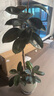 雅致1.3-1.5m黑金剛橡皮樹(shù)綠植客廳好養(yǎng)室內(nèi)大型盆栽擺件圓球源頭直發(fā) 曬單實(shí)拍圖