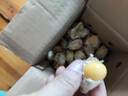 東北姑娘果新鮮當季水果酸甜燈籠果甜菇娘果整箱特產(chǎn)源頭直發(fā)包郵 【帶箱0.5斤】 單果5g+ 曬單實(shí)拍圖