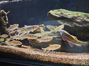 山頭林村魚(yú)缸蓋板防跳網(wǎng)透明白色網(wǎng)格加密隔離板底濾板水族箱底板烏龜曬臺 可裁剪【30cm*30cm】2片/含夾子*4 曬單實(shí)拍圖