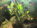 瘋狂水草（FKSC）真水草魚缸造景套餐凈化水質(zhì)懶人魚缸水草植物直接入缸蜈蚣草 丹麥榕【雙頭沉木】 曬單實拍圖