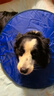 狗狗伊麗莎白圈加深大型犬狗狗防舔防咬項圈大號軟圈柔軟夏季脖套 （藍色） XL-內圈可調節(jié)25-53cm 曬單實拍圖