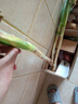 源惠鮮禮正宗山東鐵桿大蔥 新鮮甜蔥特級(jí) 新鮮蔬菜蔥蘸醬 帶皮精選大蔥5斤 3斤 【帶皮去半葉】 曬單實(shí)拍圖