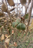 正宗耐冬茶花樹(shù)苗耐熱茶花地栽南北方種風(fēng)景樹(shù)四季不落葉茶花大樹(shù) 耐冬茶花 4cm粗【精品樹(shù)形優(yōu)美1.5-1.7米高 曬單實(shí)拍圖
