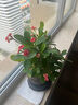 開時果 鐵海棠盆栽帶花發(fā)貨 虎刺梅四季開花卉植物盆景綠植源頭直發(fā)包郵 【鐵海棠】舍得紫砂盆+圓底托 曬單實拍圖