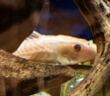 清潔魚清道魚夫清潔魚缸工具魚豹紋清道魚清道魚魚道夫女王大帆 黑+黃14-16厘米各1 曬單實拍圖