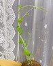 山烏龜植物金不換盆栽紅藤血藤水培盆景爬藤室內(nèi)桌面多肉綠植花卉 直徑3-4厘米1個紅藤山烏龜+贈品 曬單實拍圖