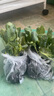 西蘭花苔苗秧苗菜花秧苗帶土苗秧西蘭苔秧苗菜苗四季西藍(lán)花 【山東壽光發(fā)貨】 精選西蘭苔苗20顆 曬單實(shí)拍圖