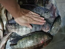 夜光漂咬鉤變色浮漂高靈敏魚(yú)漂電子漂漂尾日夜兩用野釣魚(yú)黑坑 【軟尾1.2送316電池】普通款 曬單實(shí)拍圖
