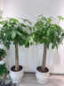 綠韻花田【兩小時(shí)達(dá)】蝴蝶蘭盆栽帶花苞花劍花盆真花蘭花七夕情人節(jié)禮物 8株紫色（瓷盆隨機(jī)） 曬單實(shí)拍圖