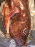 潮海堂 深海海捕東星斑 (去肚去腮)海鮮冷凍瓜子魚(yú)斑魚(yú)生鮮魚(yú)類(lèi)節日送禮 海捕東星斑 凈重800-950g/條 曬單實(shí)拍圖