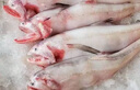 龍頭魚野生龍頭魚新鮮豆腐魚新鮮特級鼻涕魚海鮮九肚魚水潺 野生海捕龍頭魚10-15條/斤5斤裝 曬單實拍圖