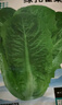 正宗孔雀菜種子羅馬直立生菜種籽農(nóng)家菜園陽(yáng)臺(tái)盆栽易種植蔬菜種子 綠孔雀菜種子【2袋】約1200粒 曬單實(shí)拍圖