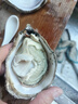 鮮海道 鮮活乳山生蠔4XL 凈重5斤 10-14只 生鮮海鮮貝類 源頭直發(fā) 曬單實拍圖