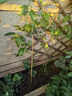 瑯闕黃金百香果欽蜜9號(hào)樹果苗庭院地栽南北方種植2棵40-50cm源頭直發(fā) 曬單實(shí)拍圖